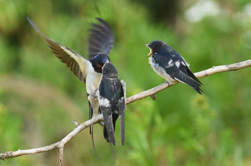 Barn Swallow (Hirundo rustica) feeding babies