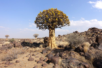 köcherbaum
