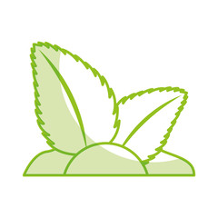 tea leafs product emblem vector illustration design