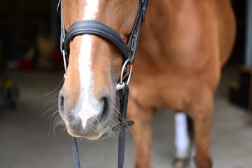 Chestnut mare wearing snaffle bridle