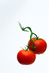 Red tomatoes on a branch with drops of water on a white background