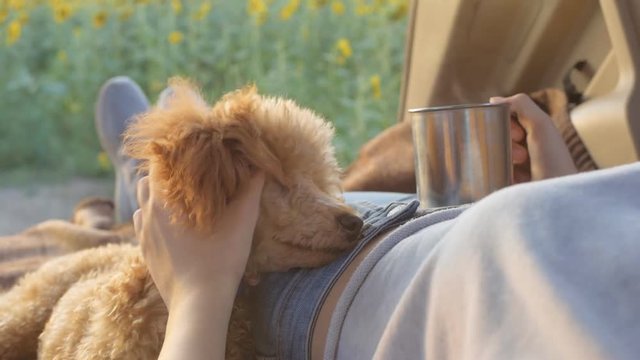 Young traveler woman with her dog is  lying in car open trunk . Conceptual freedom, travel and holidays image .  
