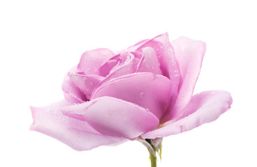 Lilac rose isolated