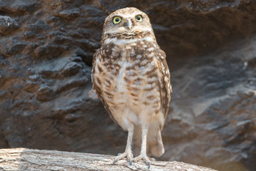 Burrowing Owl