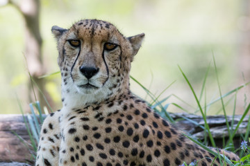 Ms. Cheetah