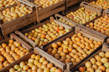 a lot of ripe apricots