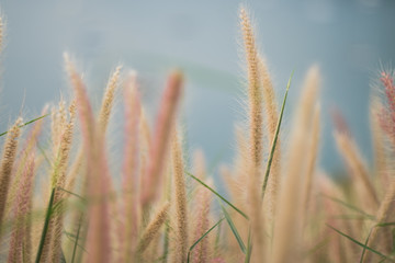 Fototapeta premium Grass