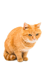 Red cat isolated