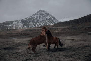 Plakat Icelandic Horses