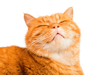 Red cat isolated