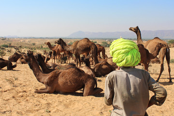 Inde / Pushkar Camel Fair