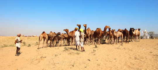 Fototapeta na wymiar Inde / Pushkar Camel Fair