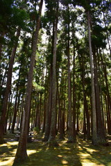 Licht und Schatten im Wald
