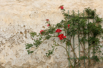 Fototapeta na wymiar rose bush against the backdrop of ancient walls of the fortress