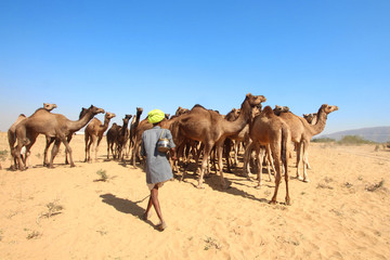 Fototapeta premium Inde / Pushkar Camel Fair
