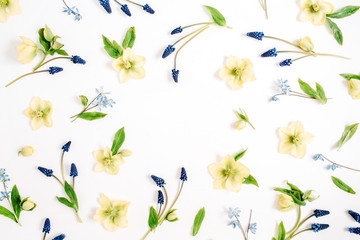 Round frame wreath with beautiful hellebore flower, muscari flower and leaf on white background. Flat lay, top view.