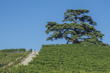 Fototapeta premium Cedro del Libano. Albero secolare simbolo de La Motta, Cuneo Piemonte