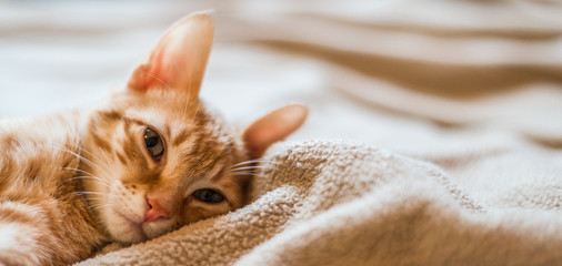 Cute orange tabby kitty cat