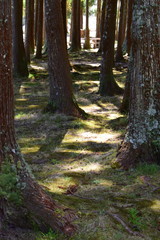 Licht und Schatten im Wald