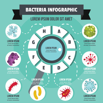 Bacteria infographic concept, flat style