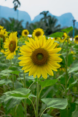 Obraz premium Sun flower