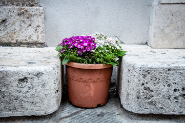 Fototapeta na wymiar Flowerpot between two stone stairs