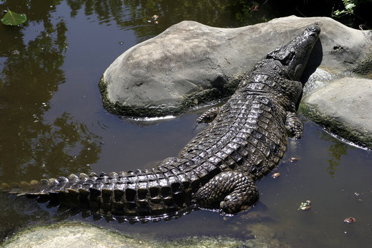Krokodil, crocodil