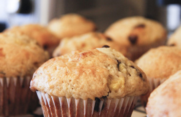  a close up foreground photo of chocolate chip or blueberry muffins fresh out of the oven wrapped in paper