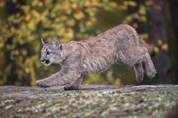 Cougar(Puma concolor)