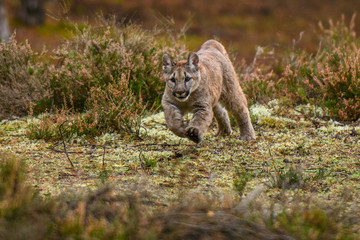 Cougar(Puma concolor)