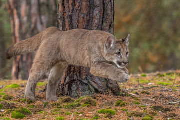 Naklejka na ściany i meble Cougar(Puma concolor)