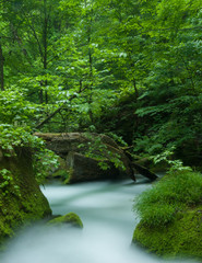 新緑の奥入瀬渓流