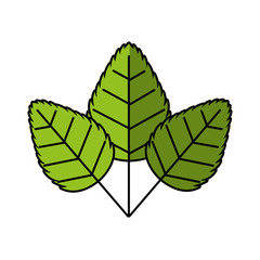 tea leafs product icon vector illustration design