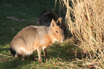 Mara Rabbit Patagonian animal giant rabbit 