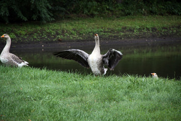 Geese are walking along the river bank. Bird shows wings