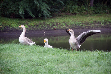 The bird wings its wings. A goose by the river