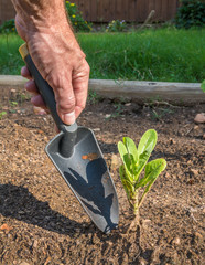 Vertical photo of a caucasian male hand with a black spade tending to a small green lettuce plant in a backyard garden