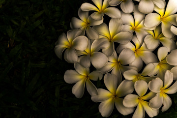 White plumeria on a green lawn.flower nature.