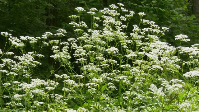 Flowers Conium Maculatum Or Poison Hemlock