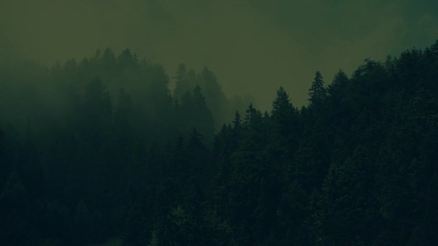 Spooky Foggy Forest in Dark Greenish Color Grading. Creepy Forest with Moving Fog Video Backdrop