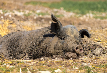 Hog in Mud Bath