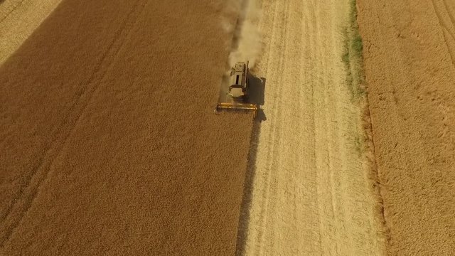 Moisson du colza