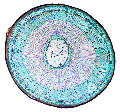 Basswood stem cross section. Light microscope slide with microsection of a three years old basswood stem, Tilia, a hardwood tree, with clearly visible annual rings. Plant anatomy. Photo.