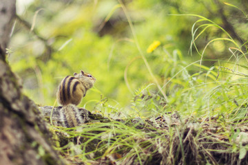 A small wild chipmunk sitting on a tree eating nuts