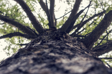 View of bright green tree crown and trunk from the bottom on a sunny day.