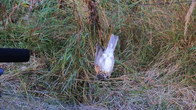 Connection of scientific work and filming. Ornithologists caught and ringed birds, correspondent takes. Meadow Pipit caught in mist net
