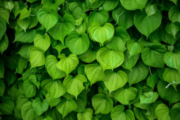 Fototapeta na wymiar Soft focus and background blur Heart-shaped leaves.
