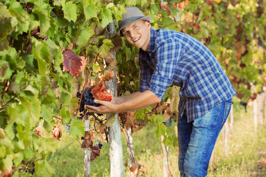 Handsome young farmer is smiling while harvesting grapes in vineyard