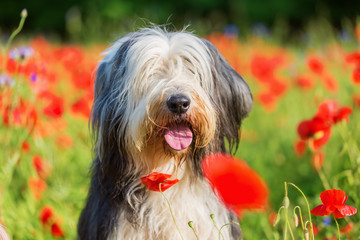 portrait of a bearded collie in a poppy field