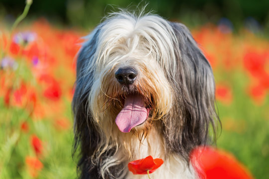 portrait of a bearded collie in a poppy field